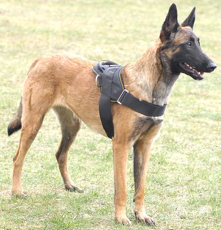 Hundegeschirr K9 für Malinois, Allwetter ☀ ☁ ☂ ☃ ☄